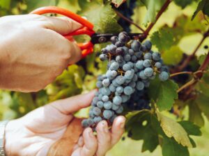 La récolte du raisin ou vendange est une technique qui a évolué au fils du temps. Le CIVL vous explique tout.