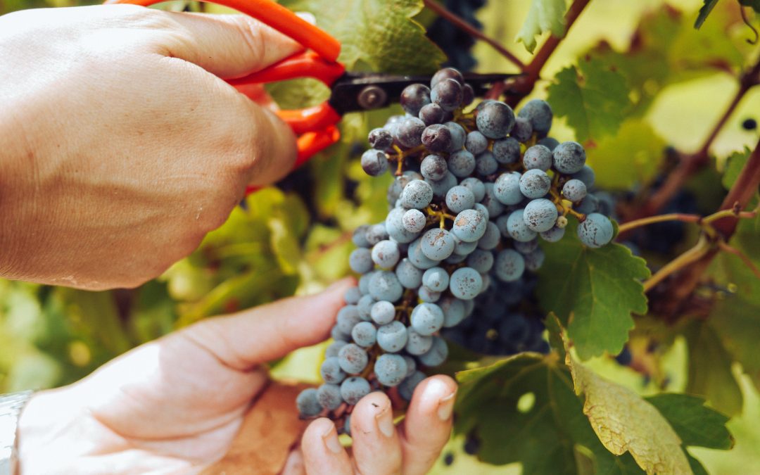 Vendange : de ses origines à nos jours